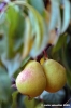 albero_pere6