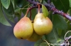 albero_pere8