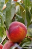 albero_pesche