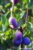 albero_prugne1