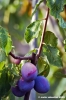 albero_prugne5