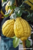 cedro2
