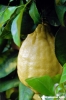 cedro5