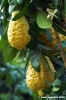 cedro8