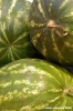 cocomero4