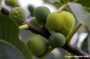 fichi01