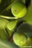 fichi02