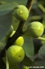fichi03