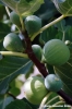 fichi04