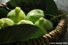fichi05