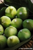 fichi10