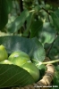 fichi12