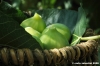 fichi13