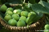 fichi17