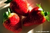 fragole003