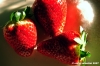 fragole005