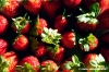 fragole007
