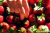 fragole012