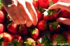 fragole013
