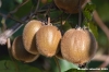frutta_kiwi1