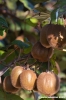 frutta_kiwi2