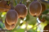 frutta_kiwi4