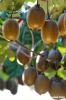 frutta_kiwi7