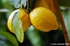 limone1