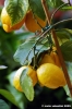limone3