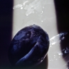 prugna77