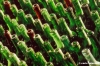 bottiglie_vino888_35