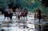 molin_del_piano1094_13