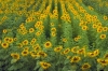 IMG0018_1712