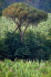 vigna178_07