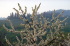 primavera61_22