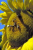 girasole210_02