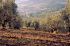 IMG0049_0186