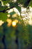 IMG0062_0186