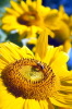 girasole210_06