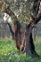 IMG0086_0186