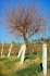 vigna14_27