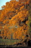 IMG0095_0186