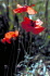 IMG0097_0186