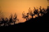 IMG0098_0186