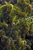 IMG0100_0186