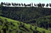 volterra1007_10