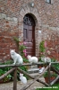 abbazia_monte_siepi17
