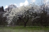 alberi_fioriti05_040327