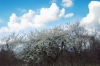 alberi_fioriti09_040327