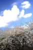 alberi_fioriti11_040327